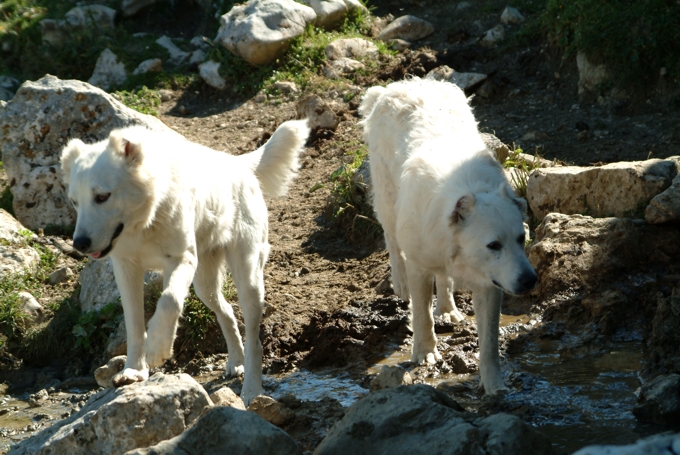 Animali al pascolo